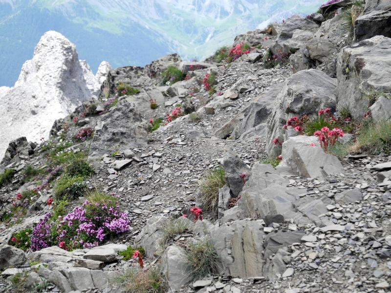 Joubarbes et autres fleurs au sommet