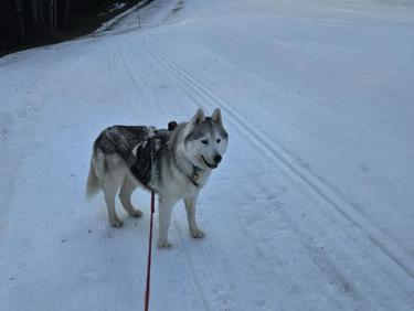 SKIMO 4: Reprise dans le dur