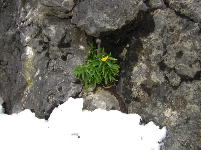 j'ai trouvé une fleur!!!!
