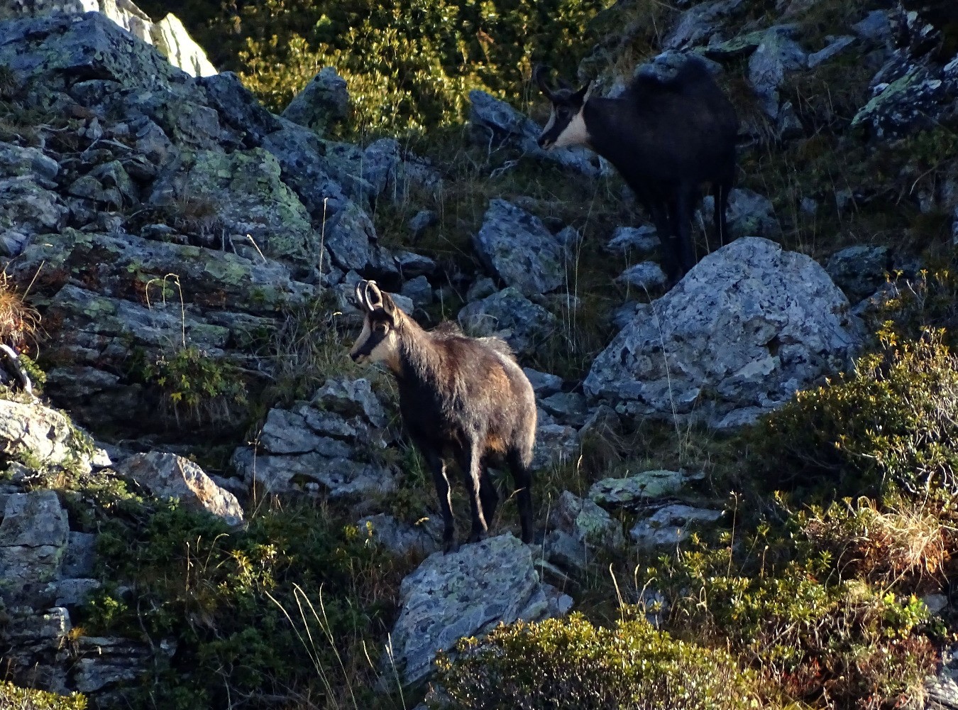 Jas Mouton