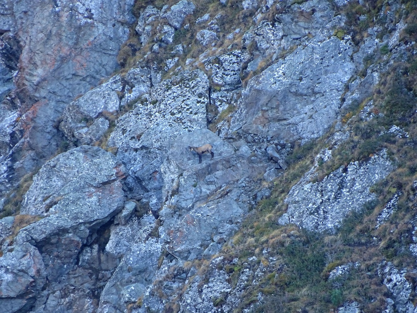 Jas Mouton