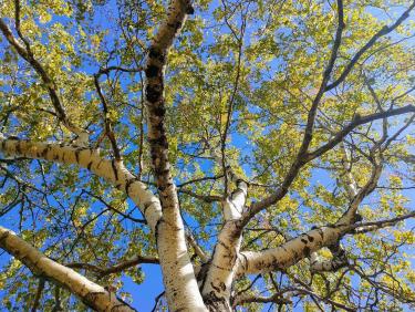 Je marche donc je suis !