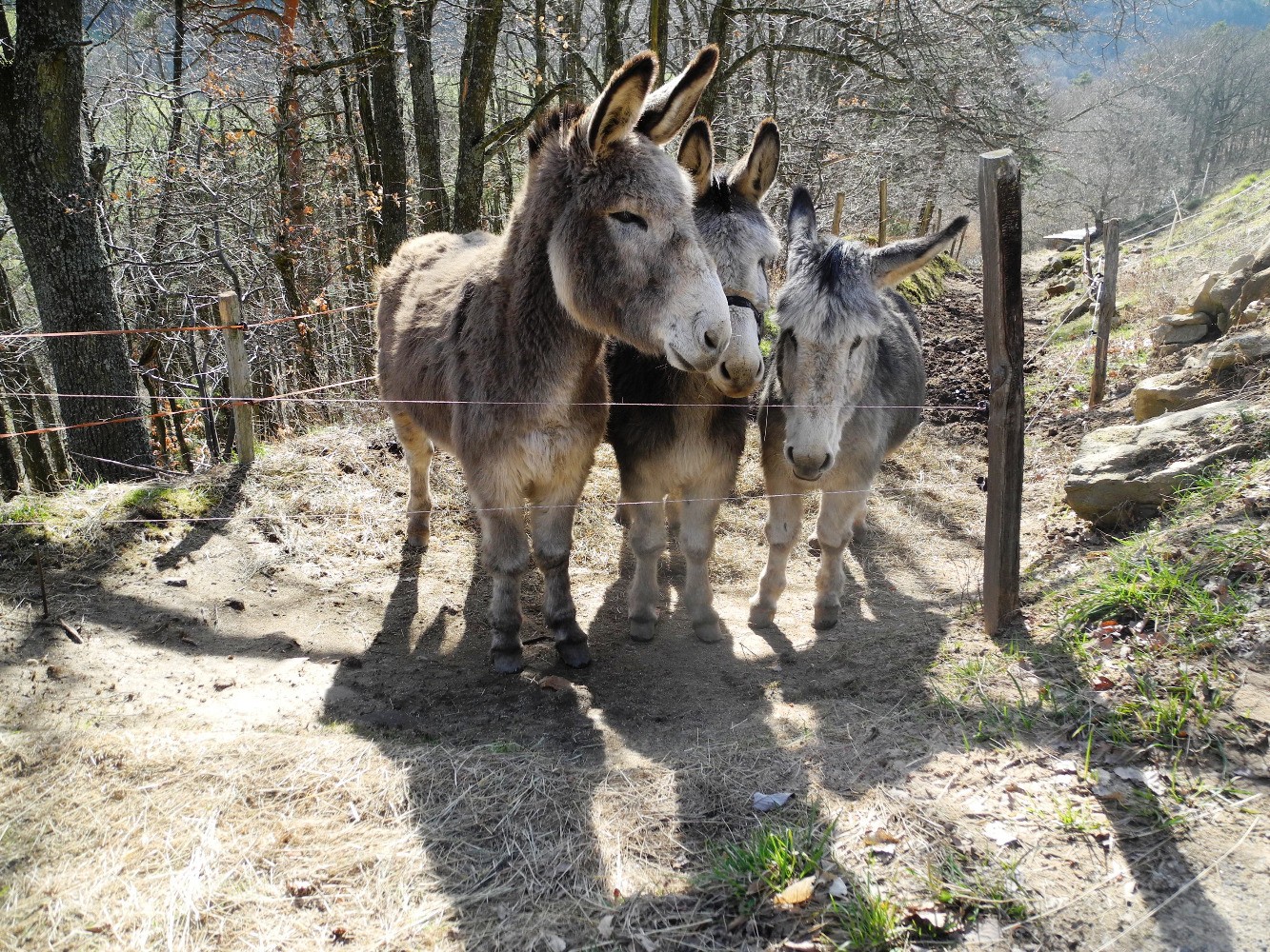 Joli trio