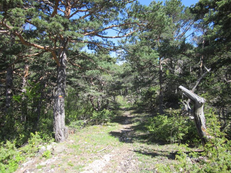 joli sentier