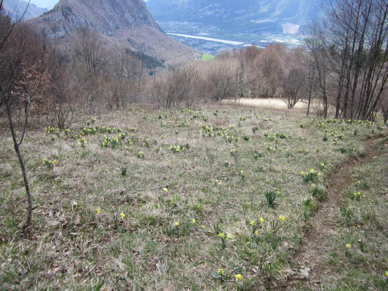 jonquilles...