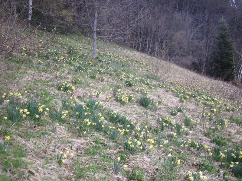 jonquilles à foison