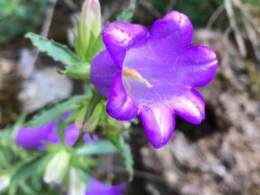 Juste avant l’orage