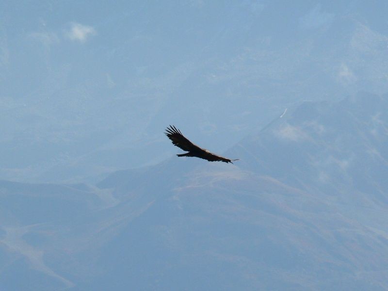 Aigle royal
