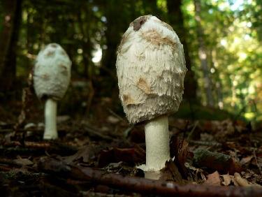 Coulemelle versus amanite ?