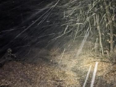 Copains groin groin 🐗