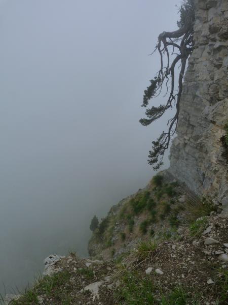L'arbre qui rampait à la verticale