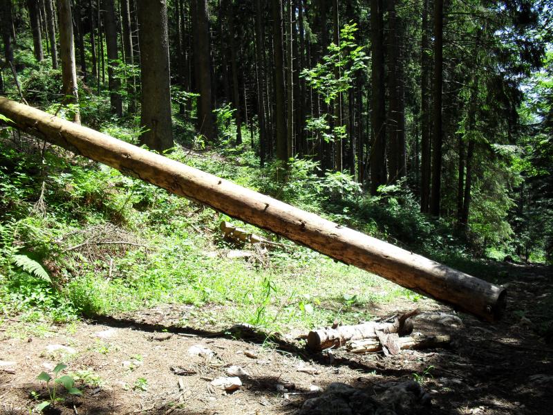 L'arbre trampoline toujours là!!