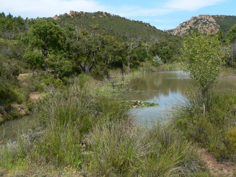 L'étang dans son site