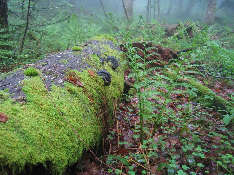 La Chartreuse Verte ou .... la verte Chartreuse