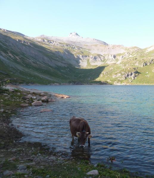 La canicule touche aussi les vaches