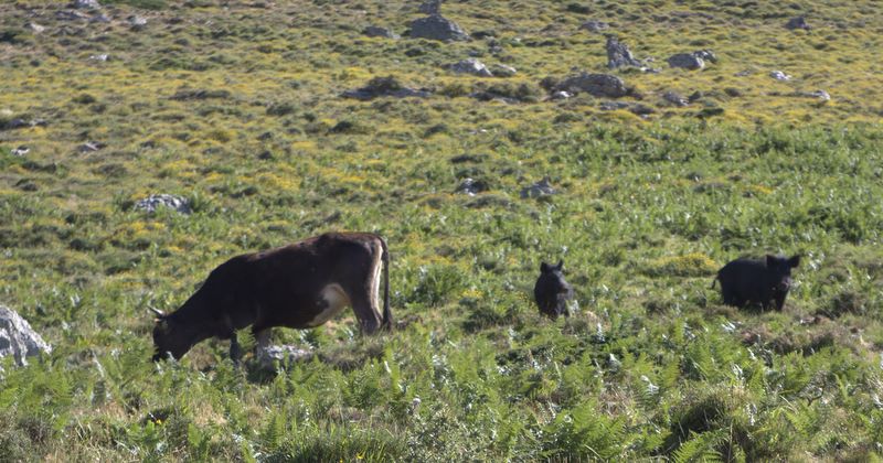 La faune locale