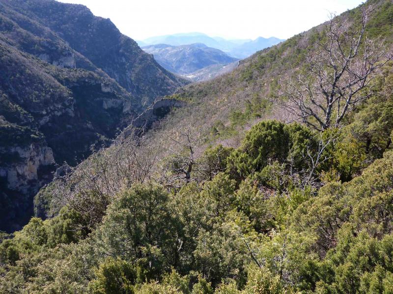 La forêt touffue et griffue