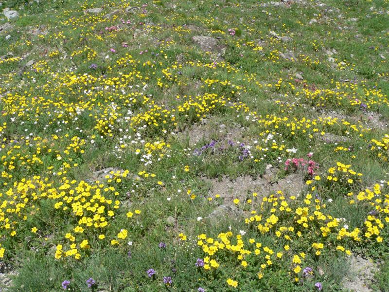 La prairie sous le refuge