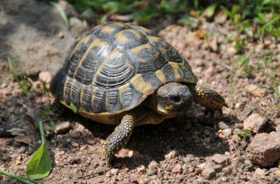 La tortue de Hermann