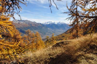 La vallée de la Durance au travers des mélèzes