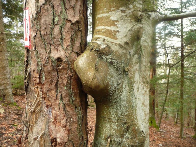 Le baiser