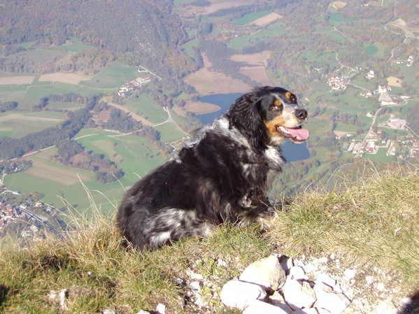 Le chien de la Dent du Chat