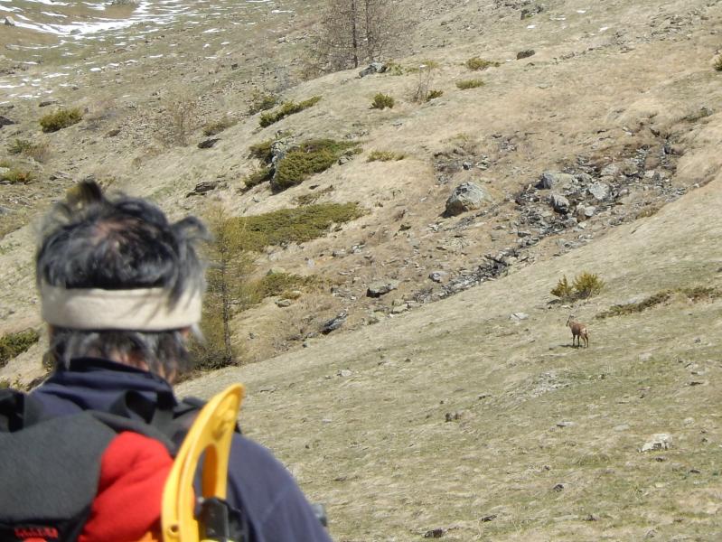 Le premier chamois