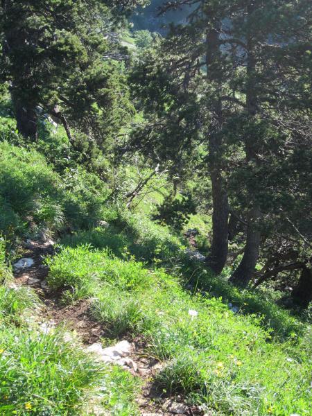 Le sentier entre pins et ressauts rocheux