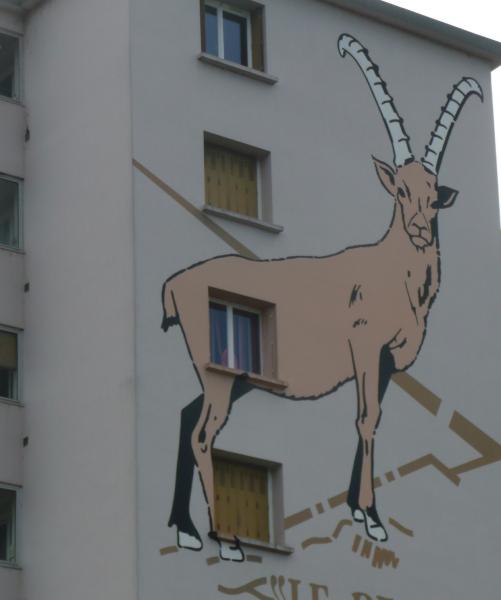 Le seul bouquetin vu aujourd'hui