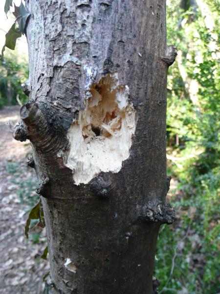 Le travail du Pic vert