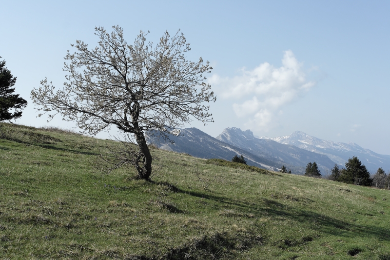 Les Ramées