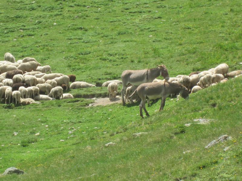 Les animaux de la rando