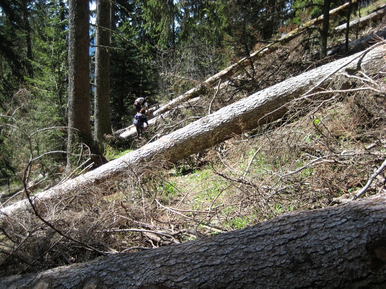 Les forestiers massacrent les chemins!