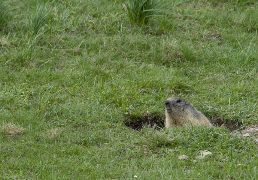 Les marmottes à l'affut