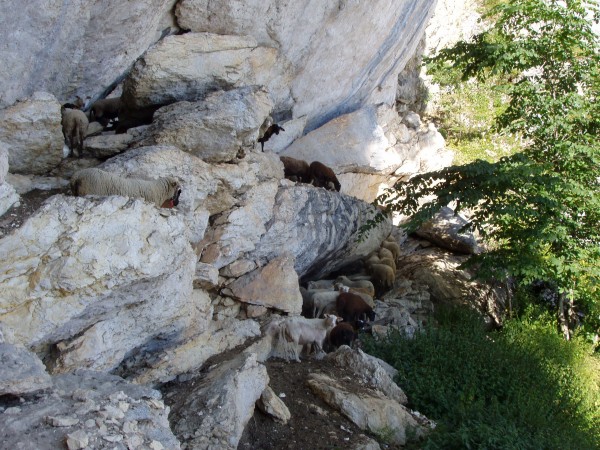 Les moutons du vertige