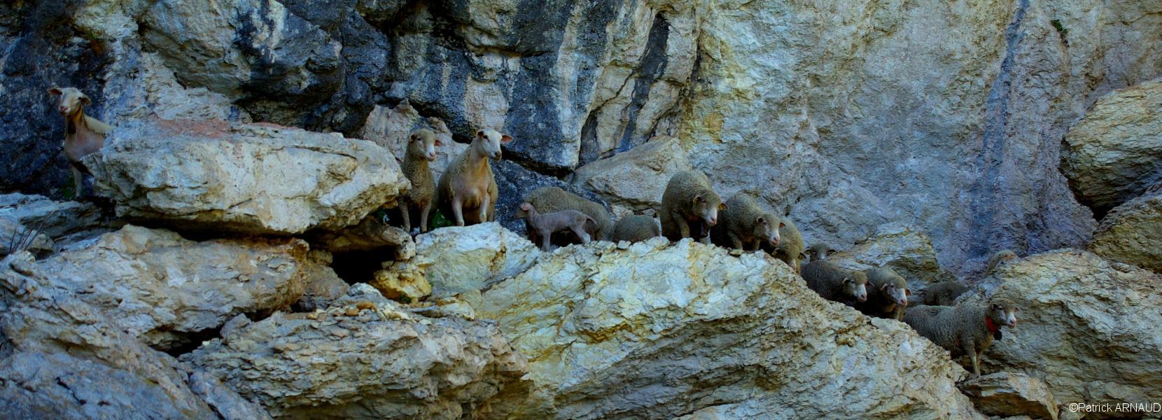 Les moutons sous la balme