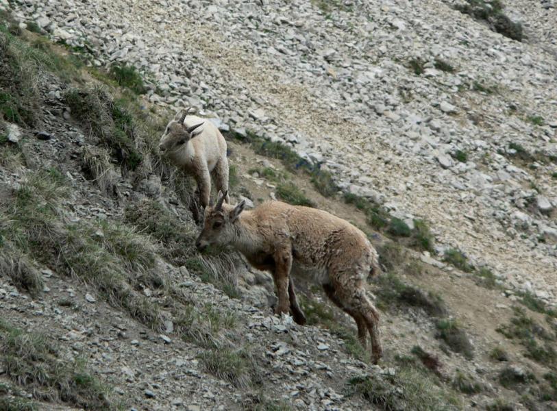 Les peluches sont de sortie