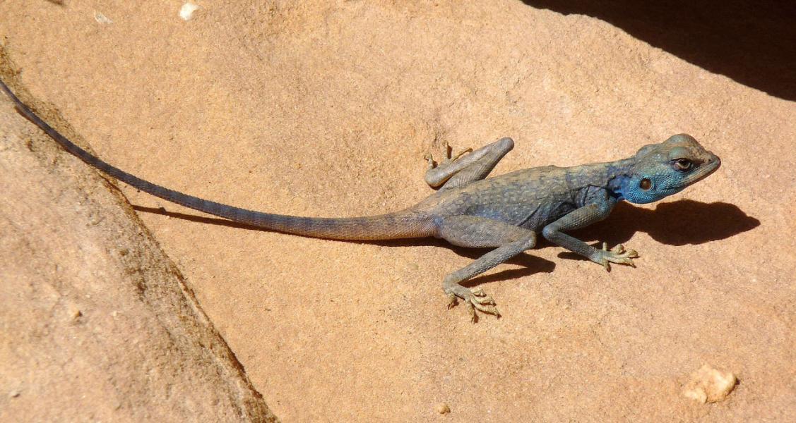 Lézard bleu de Jordanie