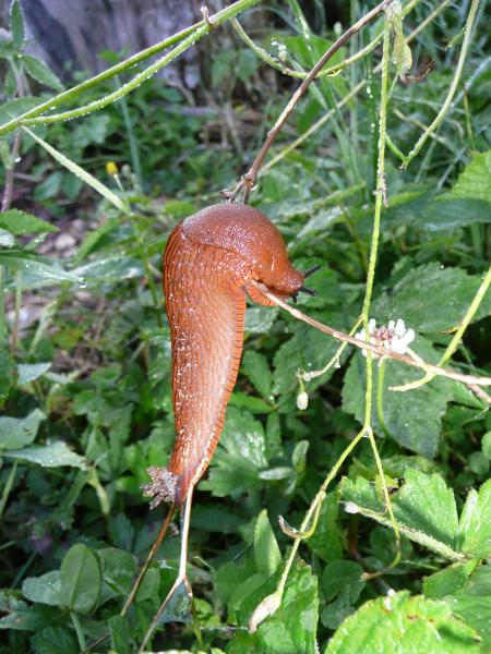Audacieuse limace acrobate