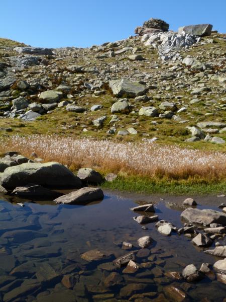 Linaigrettes en automne