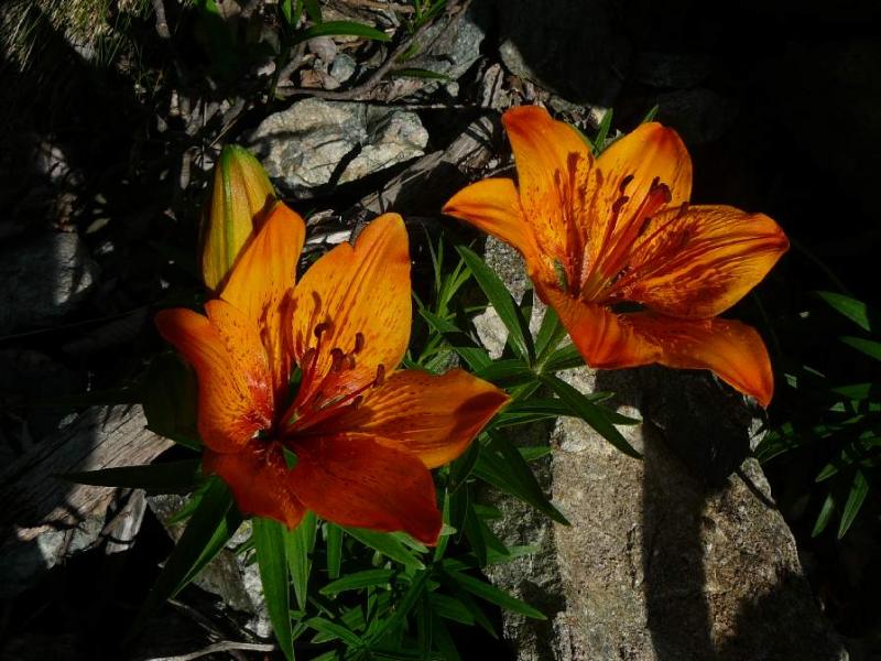 Lis Orangés