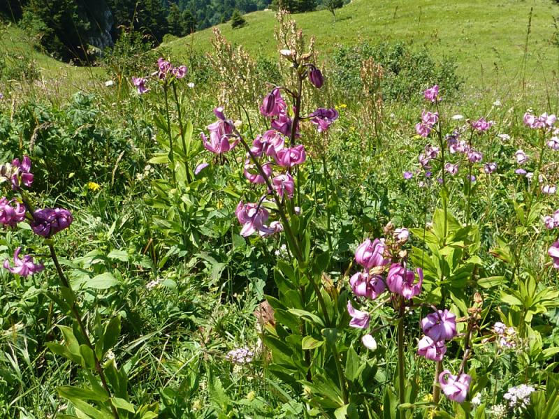 Lys martingon sur l'itinéraire