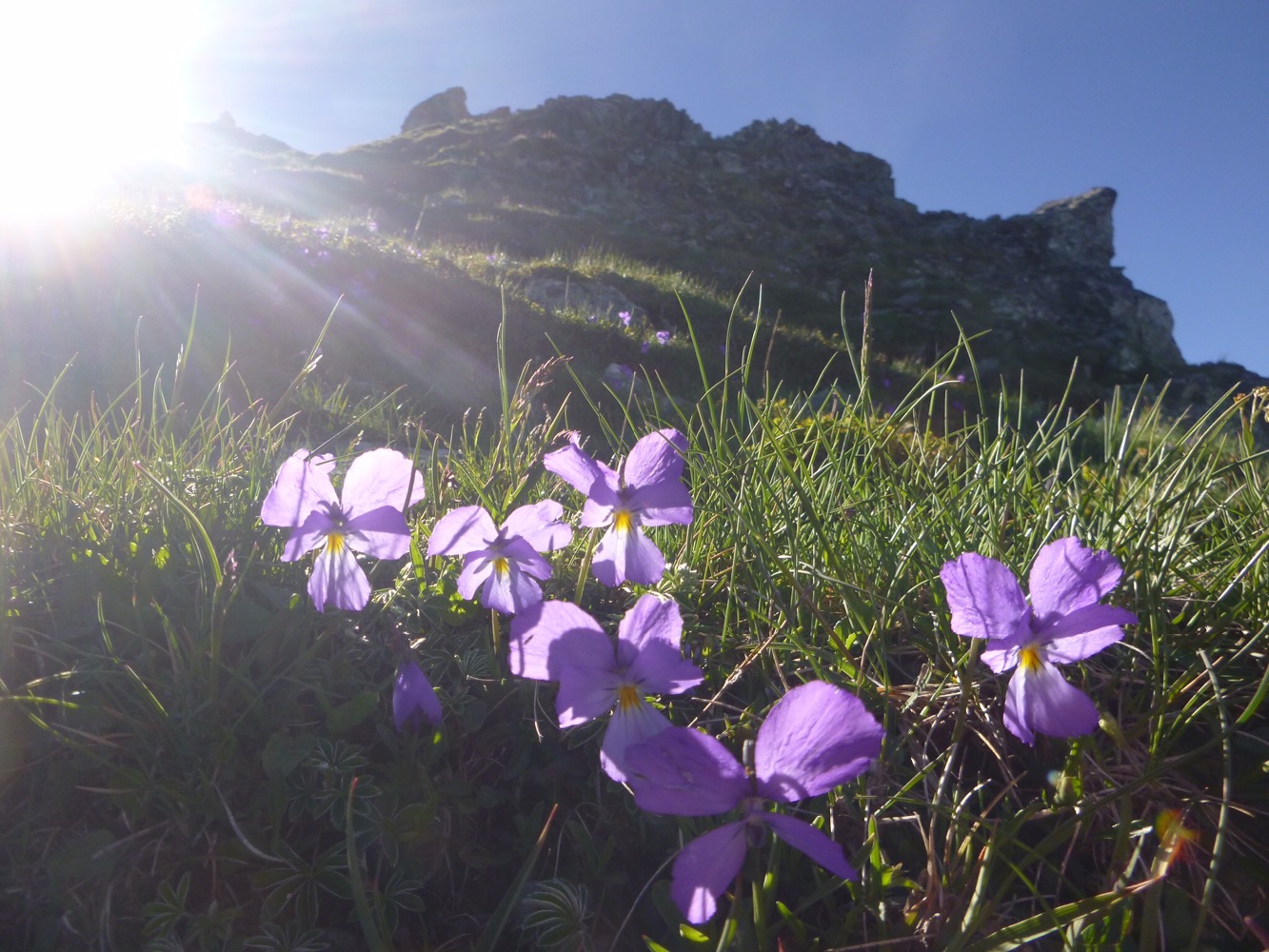 L’aigle d’Adelboden