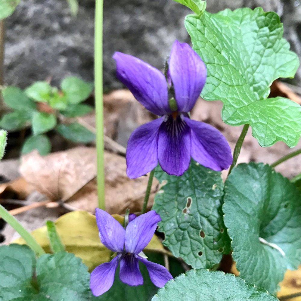 Petite violette 