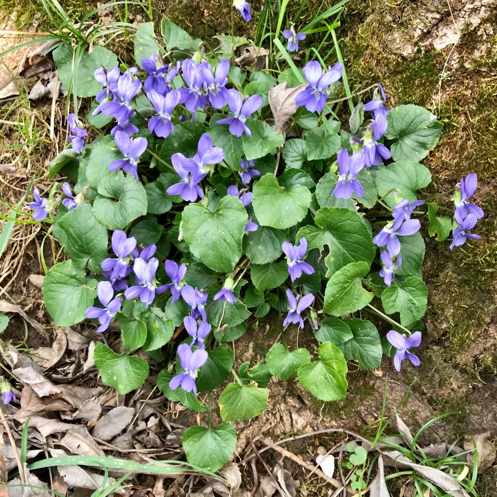 L amour est un bouquet de violaitttteeuu