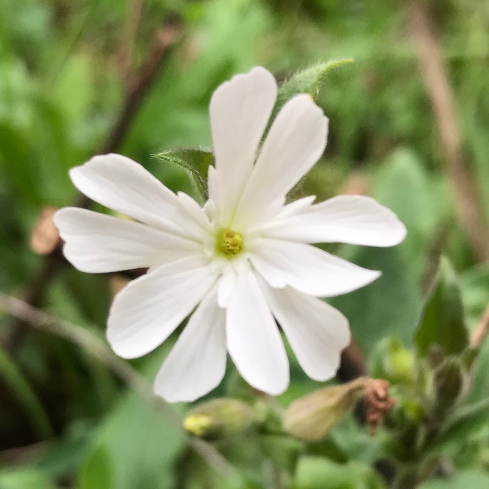 Lychnis a grosses graines
