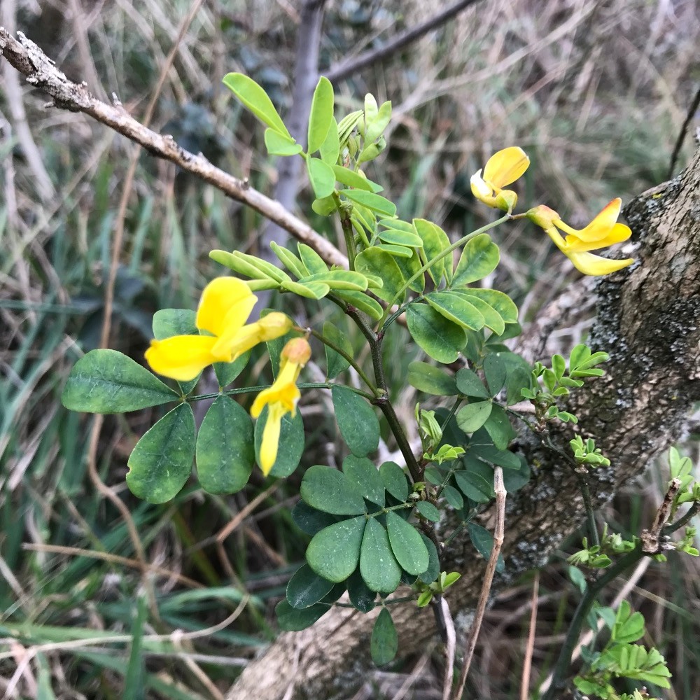 Hippocrepis 