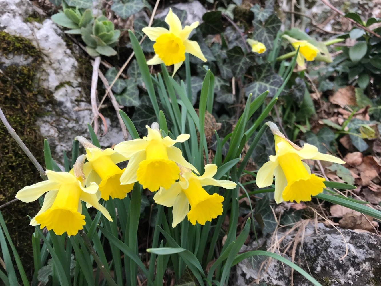 IndÃ©modables jonquilles
