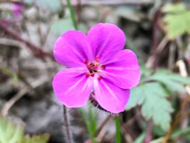 Un coquet gÃ©ranium dit Herbe a Robert