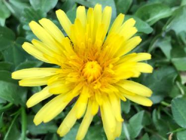 L?amour est un bouquet de violaÃ¯tttteuuu